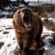 Οι αρκούδες θεωρούνται πολύ επικίνδυνα ζώα ειδικά για τον άνθρωπο, απο τον οποίο θεωρούν ότι απειλούνται. Παρότι είναι όμως τόσο επικίνδυνα