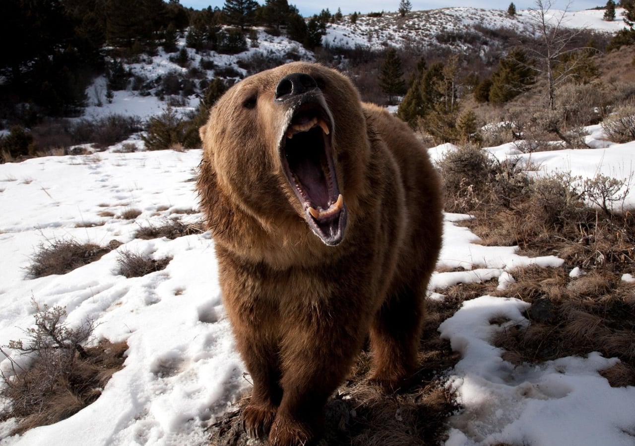 Οι αρκούδες θεωρούνται πολύ επικίνδυνα ζώα ειδικά για τον άνθρωπο, απο τον οποίο θεωρούν ότι απειλούνται. Παρότι είναι όμως τόσο επικίνδυνα