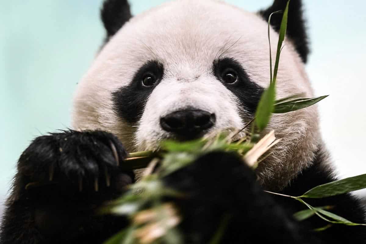 panda