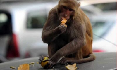 Ένας άγριος πίθηκος περιπλανήθηκε σχεδόν ανενόχλητος στο VIP σαλόνι του αεροδρομίου στην Ινδία και κατάφερε μάλιστα να κλέψει και