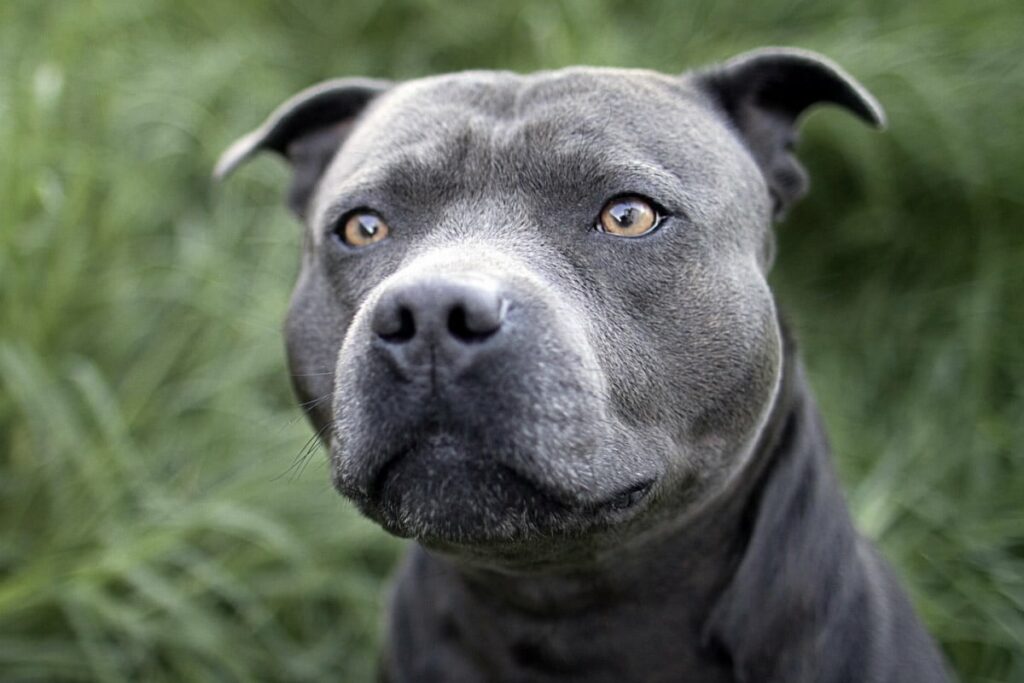 pitbull