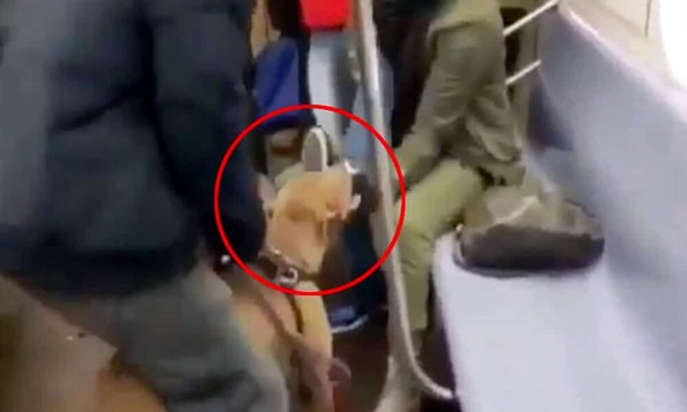 Μια απίστευτη περιπέτεια έζησαν οι επιβάτες ενός τρένου μέσα στο Μετρό, αφού όσο και να ακούγεται παράξενο ένα πίτμπουλ επιτέθηκε σε μια