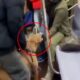 Μια απίστευτη περιπέτεια έζησαν οι επιβάτες ενός τρένου μέσα στο Μετρό, αφού όσο και να ακούγεται παράξενο ένα πίτμπουλ επιτέθηκε σε μια