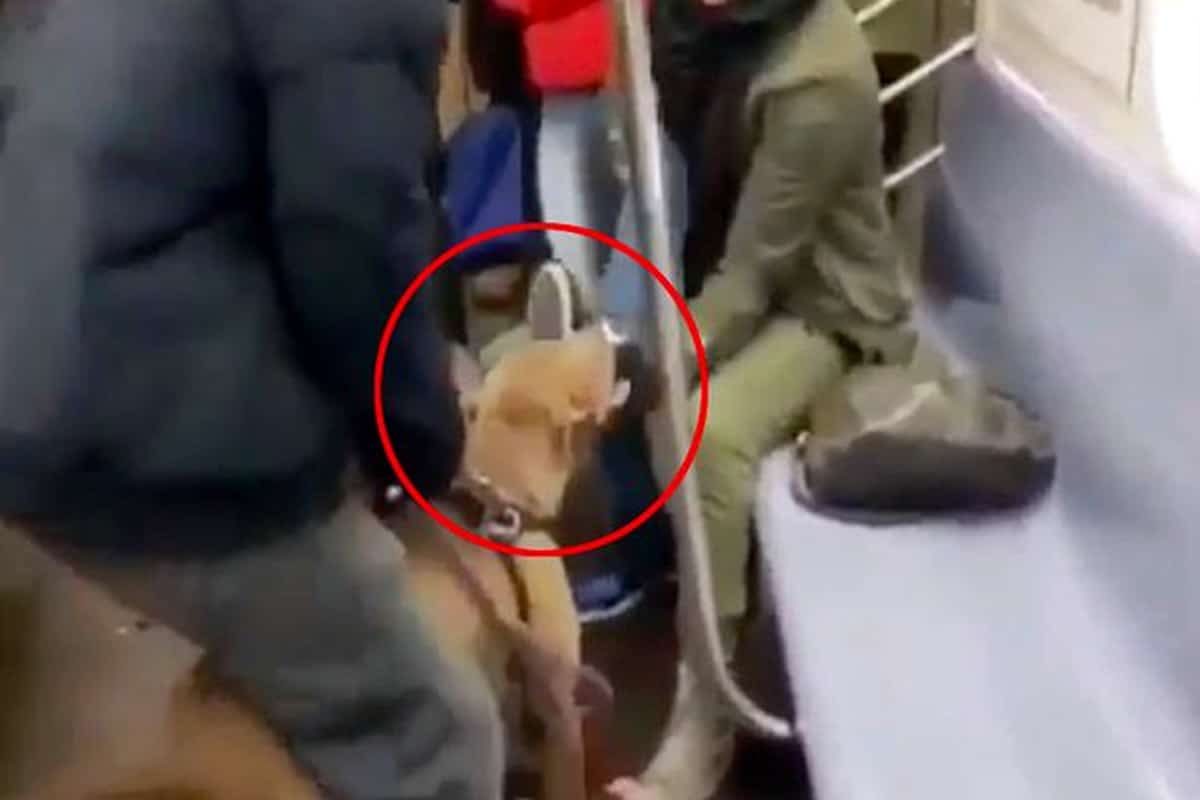 Μια απίστευτη περιπέτεια έζησαν οι επιβάτες ενός τρένου μέσα στο Μετρό, αφού όσο και να ακούγεται παράξενο ένα πίτμπουλ επιτέθηκε σε μια