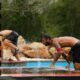 Survivor spoiler: Το αποτέλεσμα της ψηφοφορίας μετά την διαδικασία αποχώρησης που τέθηκαν οι Διάσημοι, όταν και έχασαν τις δύο ασυλίες αυτή