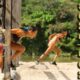 Survivor spoiler: Ο 1ος αγώνας ασυλίας της εβδομάδας στο Survivor ξεκινάει σήμερα το βράδυ και μάλιστα με την προσθήκη ακόμα ενός παίκτη όπως
