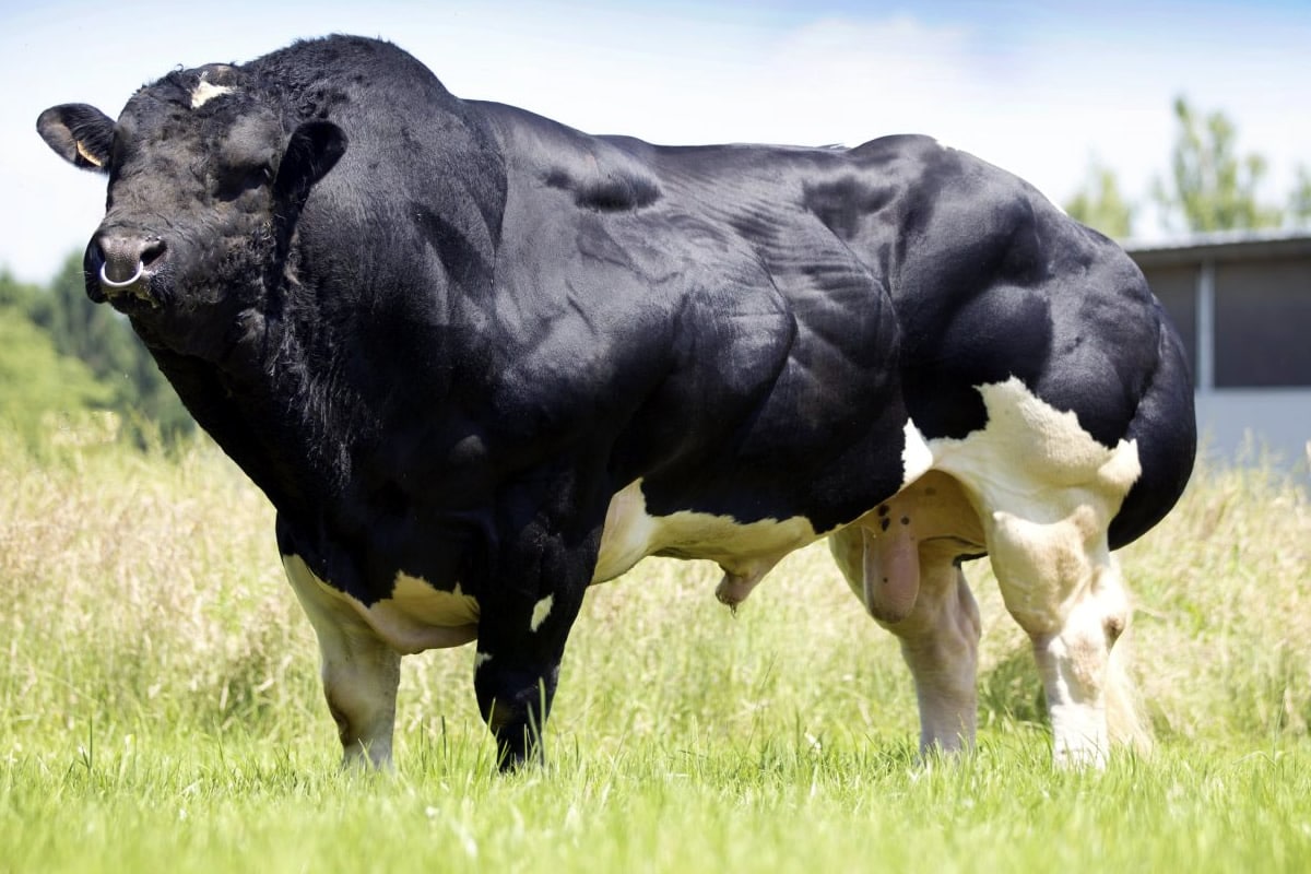 Ονομάζονται Belgian Blue, οι κτηνοτρόφοι όμως έχουν δώσει και ένα παρατσούκλι που μπορεί να φαντάζει εντυπωσιακό στην πράξη είναι πραγματικά
