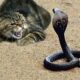 Ένα viral βίντεο που κάνει τον γύρω του διαδικτύου αναδεικνύει την δύναμη που κρύβουν μέσα οι γάτες και συγκεκριμένα μια γάτα που τα βάζει με