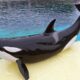 Ένα απίστευτο βίντεο απο την επίθεση μιας φάλαινας Όρκα προς τον εκπαιδευτή της, έγινε η αιτία το συγκεκριμένο περιστατικό να γίνει viral στο