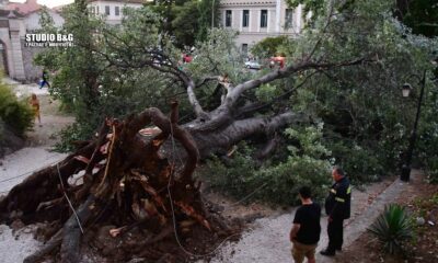 Παραλίγο τραγωδία να είχαμε στο Ναύπλιο, μετά από πτώση τεράστιου δέντρου  που συνέβη λίγο πριν τις 9:00 το βράδυ σε πάρκο της πόλης όταν