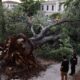 Παραλίγο τραγωδία να είχαμε στο Ναύπλιο, μετά από πτώση τεράστιου δέντρου  που συνέβη λίγο πριν τις 9:00 το βράδυ σε πάρκο της πόλης όταν