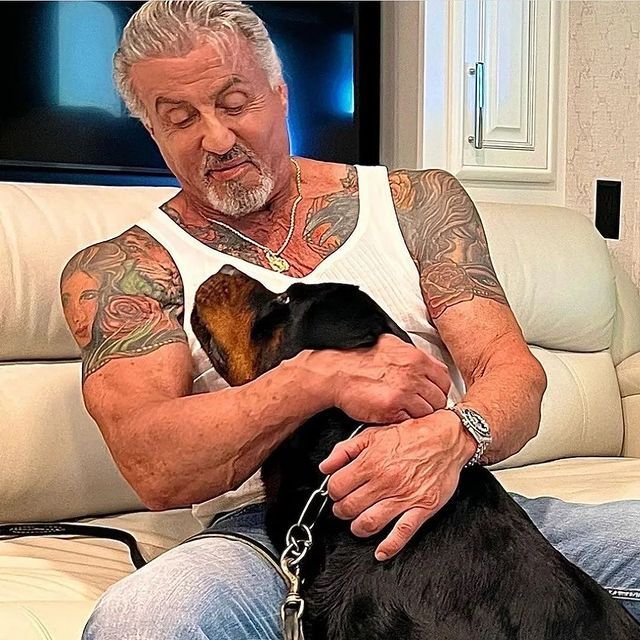 stallone dog