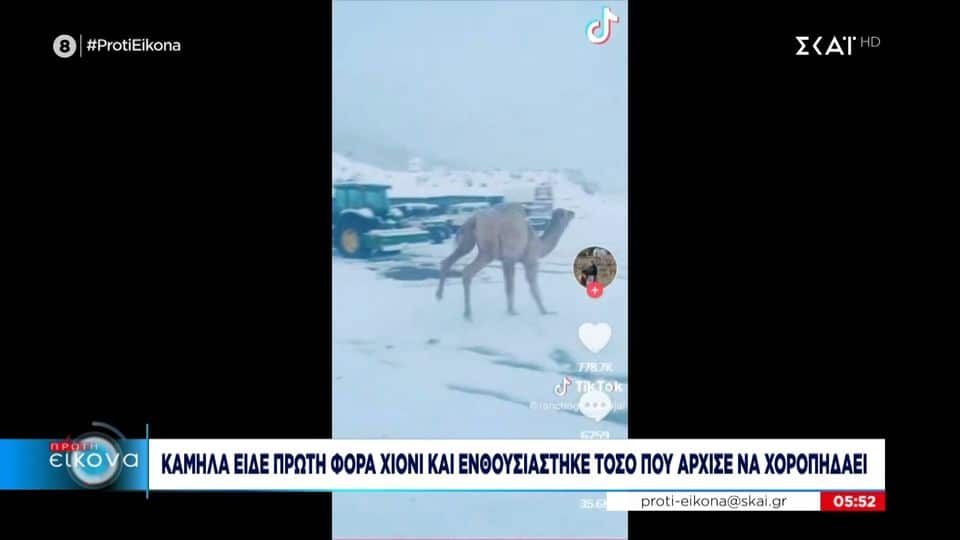 καμήλα
