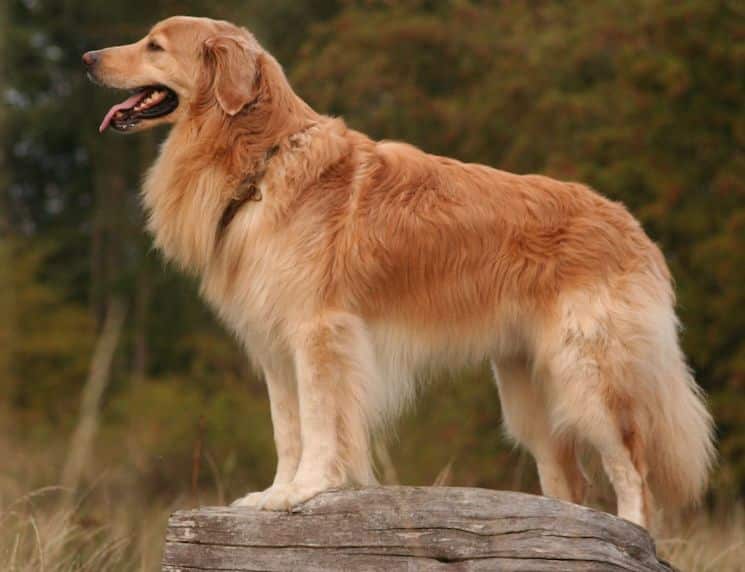Hovawarts dog