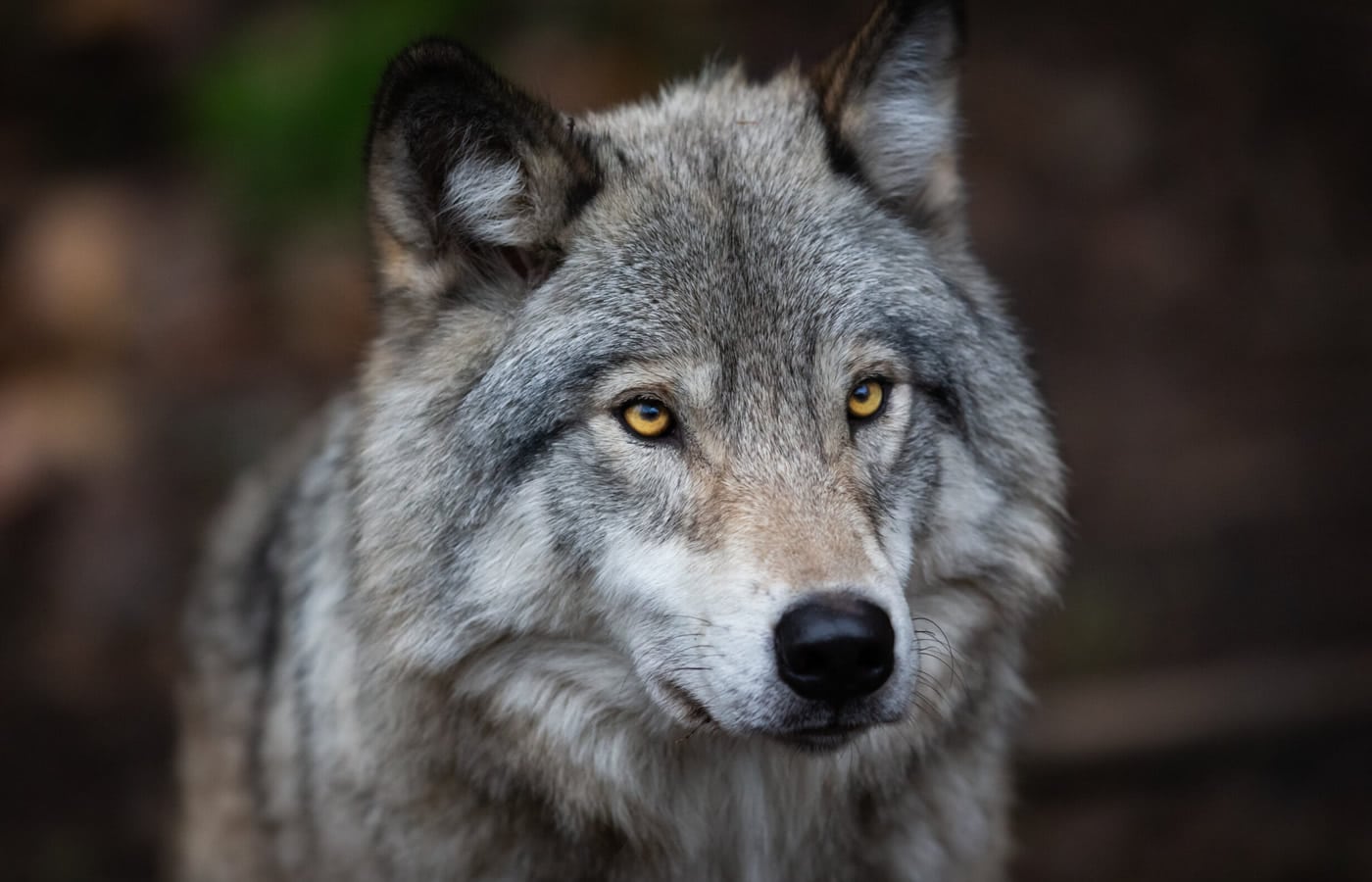 Πληθαίνουν οι καταγγελίες για επιθέσεις από λύκους σε πολλές περιοχές της Ελλάδας. Εικόνες σοκ από σκυλιά που δέχθηκαν επίθεση από λύκους.