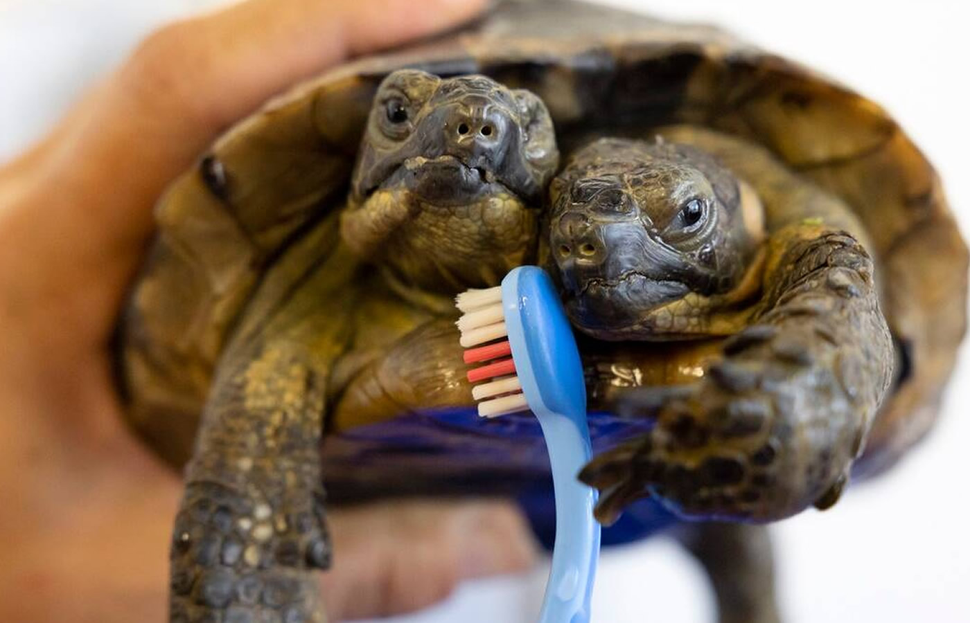 Viral Video: Γνωρίστε τον Ιανό την χελώνα με τα 2 κεφάλια που έχει τρελάνει το Twitter