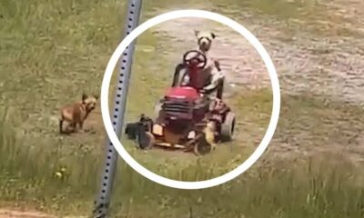 σκύλος, μηχανή γκαζόν, viral video, βίντεο,