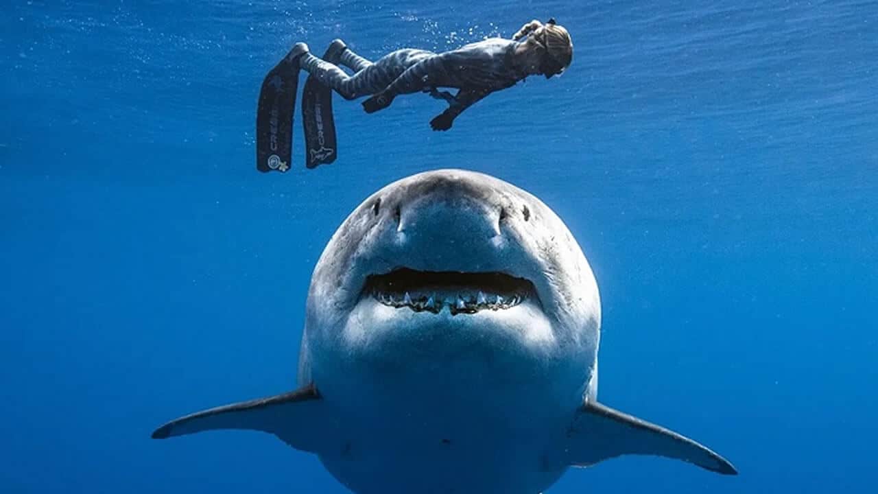 Πόσοι καρχαρίες πεθαίνουν απο τον άνθρωπο