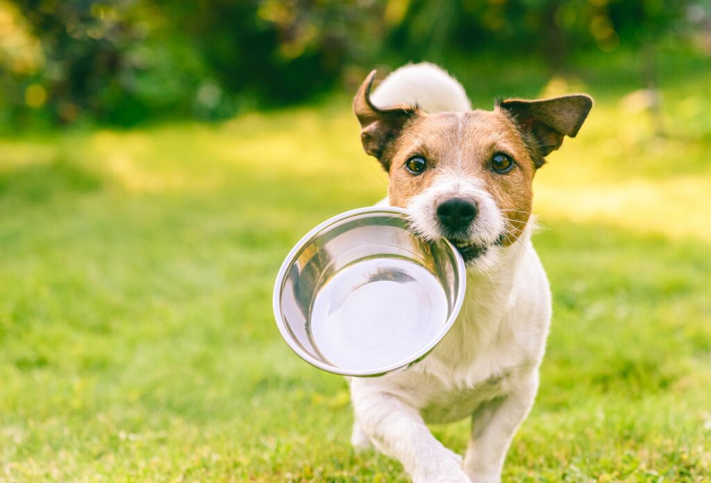 dog with bowl
