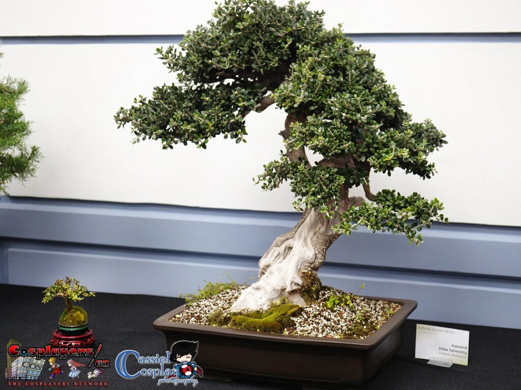 bonsai