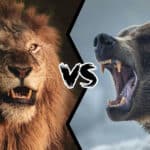viral βίντεο με μάχη λιονταριού εναντίον αρκούδας