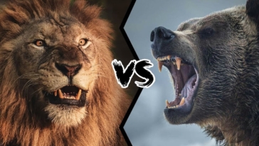 viral βίντεο με μάχη λιονταριού εναντίον αρκούδας