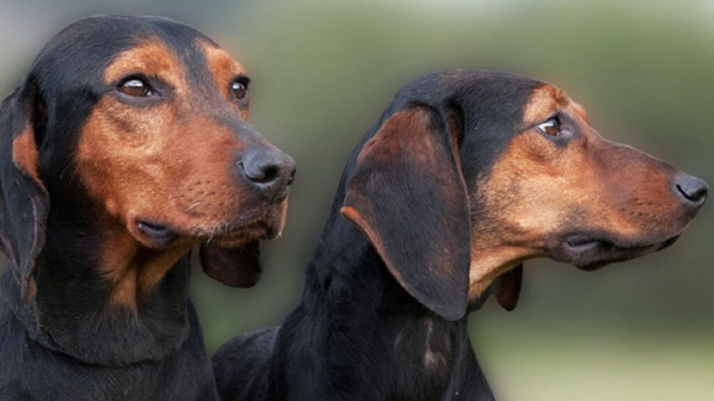 6 ellinikes ratses skylon goiteia istoria kai idiaitera charaktiristika