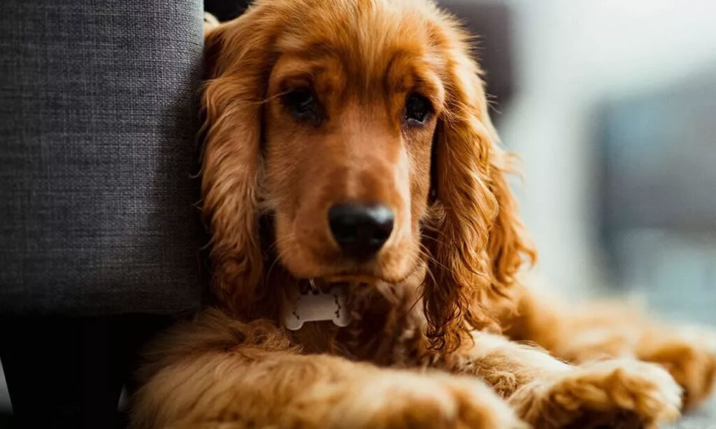 6 tips gia na diatirisete ton skylo sas iremo otan leipete