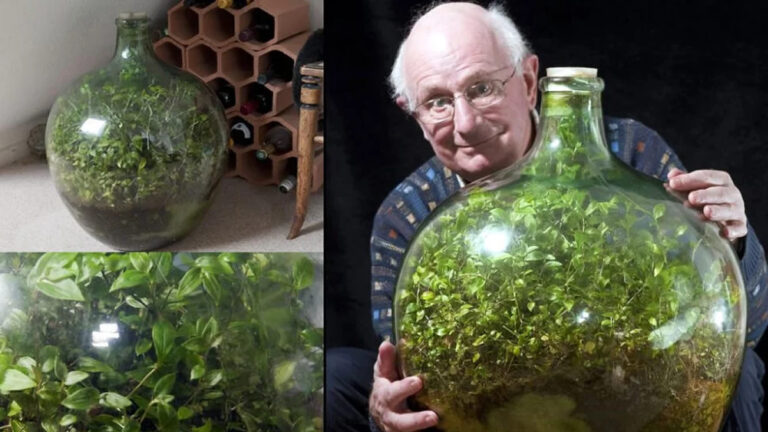 Μικρόκοσμος σε γυάλα: 59 χρόνια μετά ο κήπος στο μπουκάλι αφήνει άφωνους τους επιστήμονες 1 Ένας κήπος σε μπουκάλι