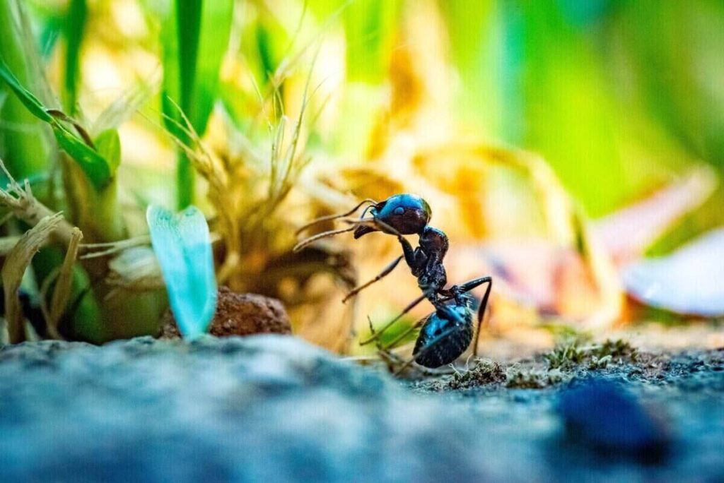 μυρμήγκια