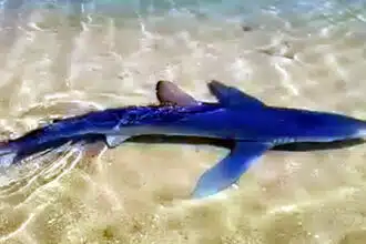 Καρχαρίας εντοπίστηκε σε ρηχά νερά στη Γλυφάδα, προκαλώντας ανησυχία στους λουόμενους της περιοχής, αλλά και στα κανάλια