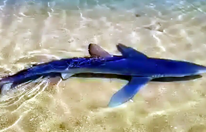 Καρχαρίας εντοπίστηκε σε ρηχά νερά στη Γλυφάδα, προκαλώντας ανησυχία στους λουόμενους της περιοχής, αλλά και στα κανάλια
