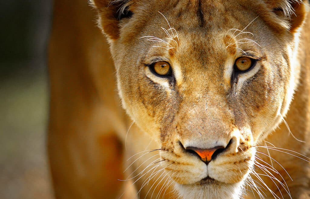 Έχετε δει ποτέ τι συμβαίνει όταν τα άγρια ζώα βγαίνουν εκτός ελέγχου; Αν ναι, τότε ίσως ξέρετε πόσο τρομακτικό και καταστροφικό είναι.