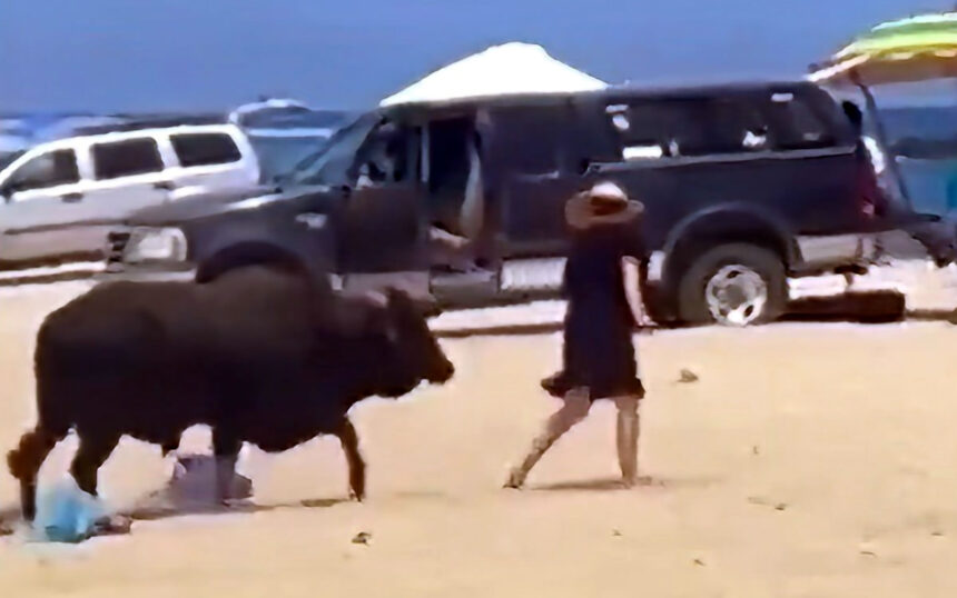 viral vinteo agria epithesi tayroy se toyristria se paralia toy mexikoy