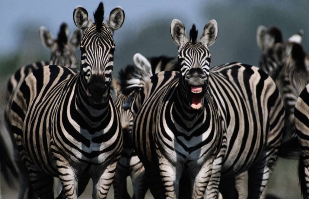 Viral βίντεο: Επική μάχη. Ζευγάρι ζέβρες προστατεύουν το μωρό τους από μια ομάδα ύαινες 1 viral vinteo epiki machi zeygari zevres prostateyoyn to moro toys apo mia omada yaines