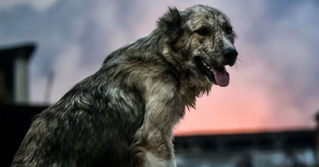 Φωτιά Αττική: Οι δομές υποδοχής για πυρόπληκτα ζώα που πρέπει να γνωρίζετε 1 fotia attiki oi domes ypodochis gia pyroplikta