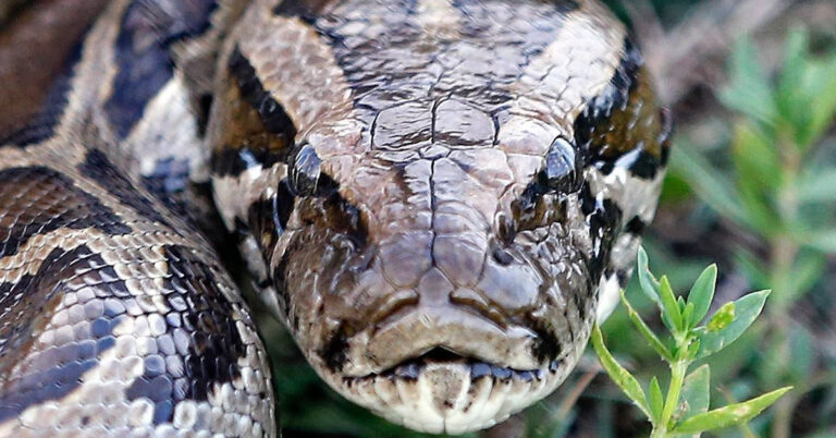 vinteo poy kovei tin anasa andras paleyei me gig