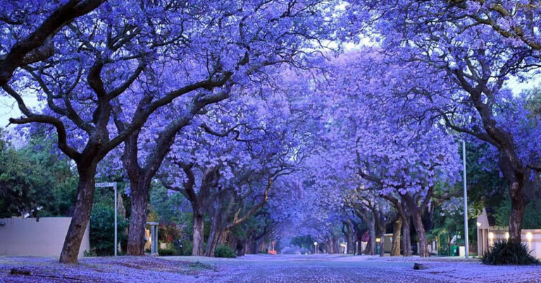 giakaranta to dentro me ta mple synnefa poy mage 1