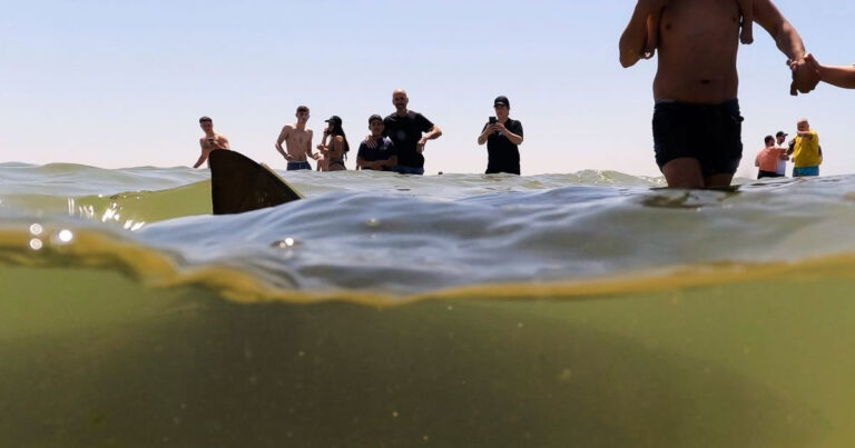 Τι συνέβη πραγματικά στη Χαντέρα; Η επίθεση καρχαρία που πάγωσε τους πάντες 1 ti synevi pragmatika sti chantera i epithesi