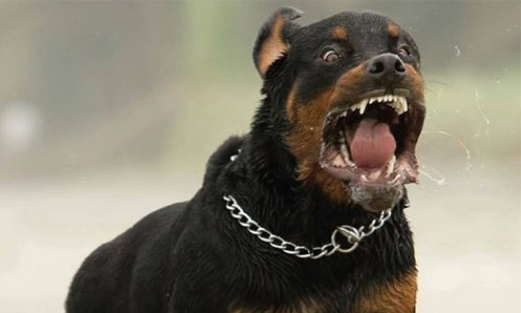 Καλαμάτα: Ροτβάιλερ επιτέθηκε στον 76χρονο ιδιοκτήτη του – Νοσηλεύεται σε σοβαρή κατάσταση 2 22ab26ec rottweiler