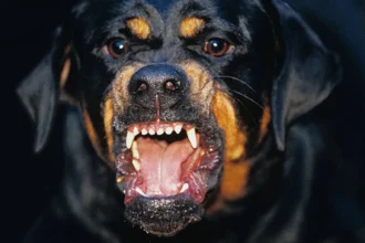 Καλαμάτα: Ροτβάιλερ επιτέθηκε στον 76χρονο ιδιοκτήτη του – Νοσηλεύεται σε σοβαρή κατάσταση 5 kalamata epithesi rotvailer idioktitis