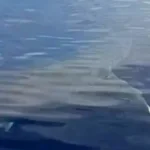 karcharas karpathos psarades