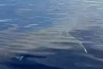 karcharas karpathos psarades