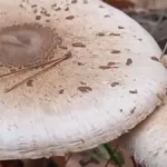 Το ζευγάρι από την Πέλλα νοσηλεύεται σε κρίσιμη κατάσταση στην Ιταλία μετά από κατανάλωση δηλητηριωδών μανιταριών