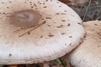 Το ζευγάρι από την Πέλλα νοσηλεύεται σε κρίσιμη κατάσταση στην Ιταλία μετά από κατανάλωση δηλητηριωδών μανιταριών