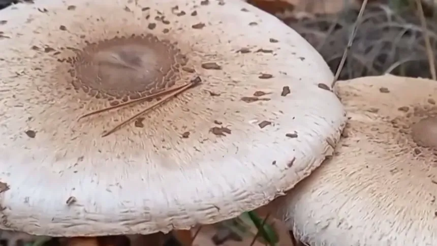 Το ζευγάρι από την Πέλλα νοσηλεύεται σε κρίσιμη κατάσταση στην Ιταλία μετά από κατανάλωση δηλητηριωδών μανιταριών