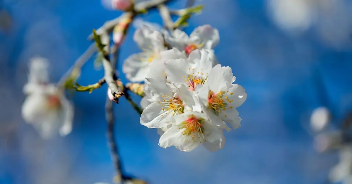 Εαρινή Ισημερία 2026