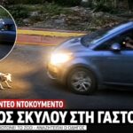 Πλάνα απο τη Γαστούνη Ηλείας μετά το περιστατικό με τη σκυλίτσα Σίσσυ