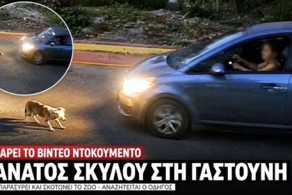 Πλάνα απο τη Γαστούνη Ηλείας μετά το περιστατικό με τη σκυλίτσα Σίσσυ