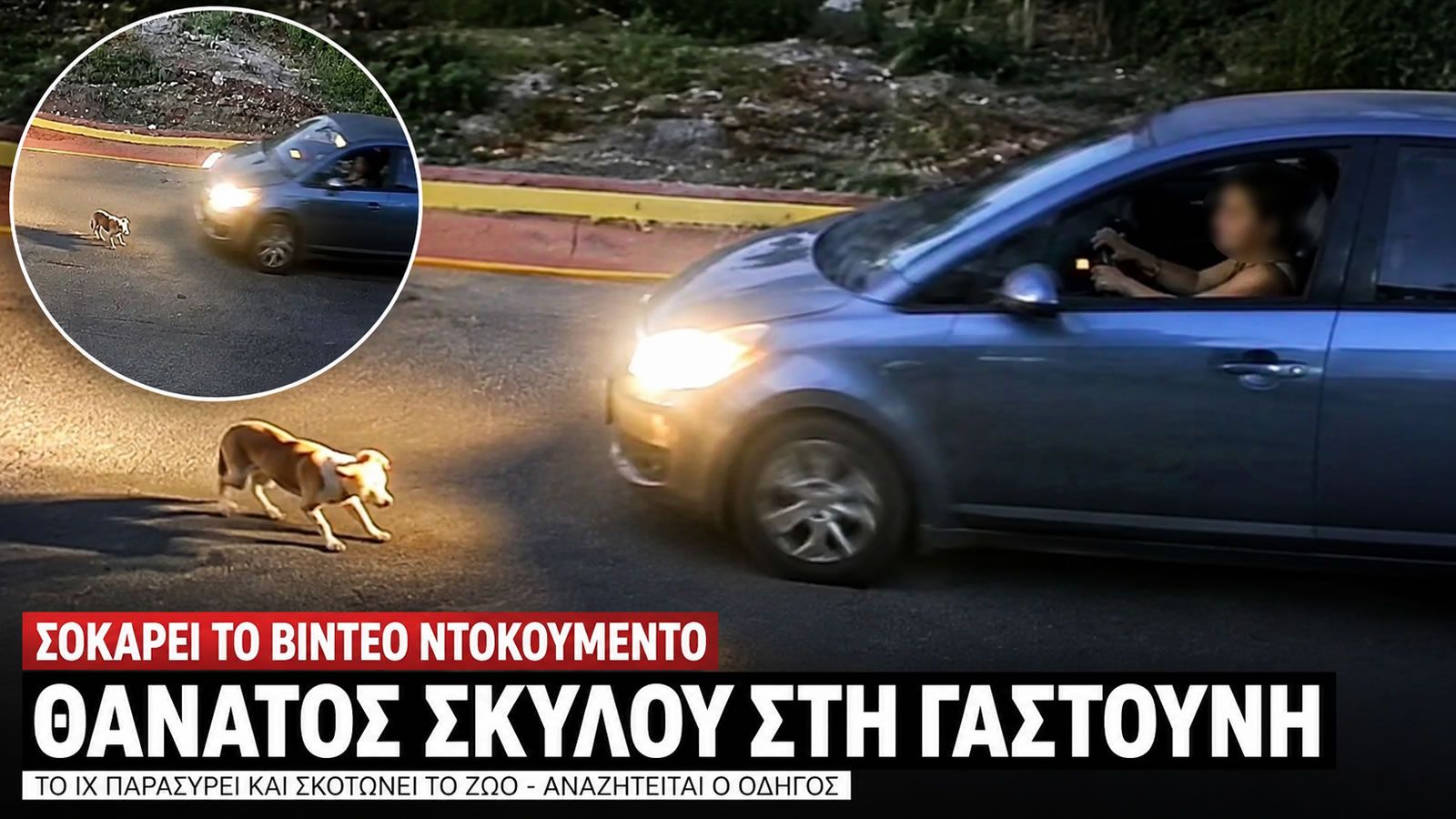 Πλάνα απο τη Γαστούνη Ηλείας μετά το περιστατικό με τη σκυλίτσα Σίσσυ